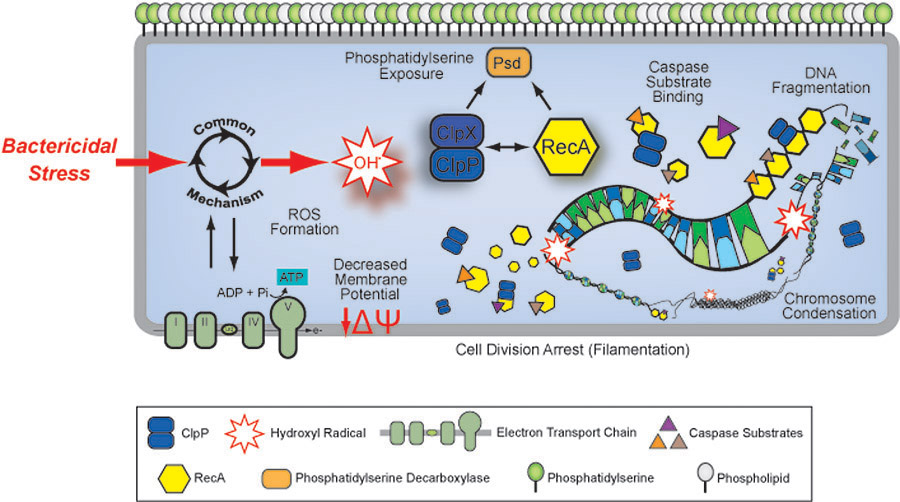 Figure 1: Antibiotic-induced bacterial cell death...